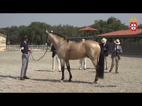 220716 8 Nobel Aprovação de Garanhões