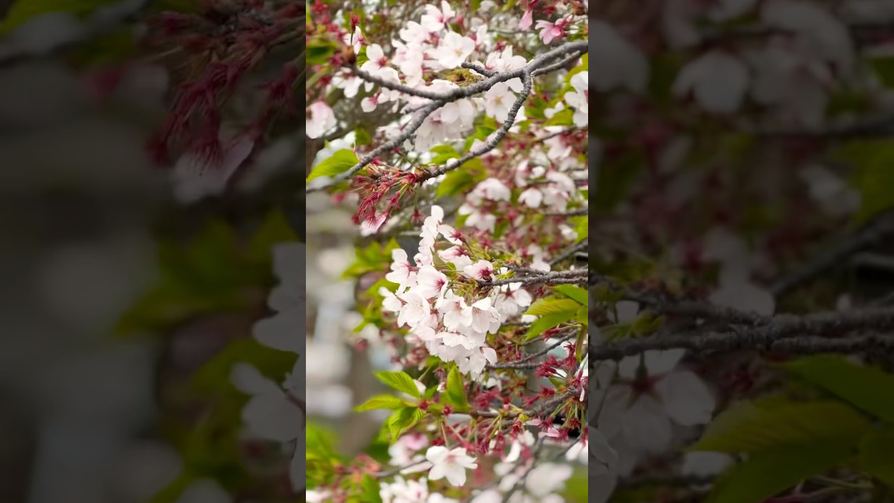 #sakura #japan #jkfilmsnepal
