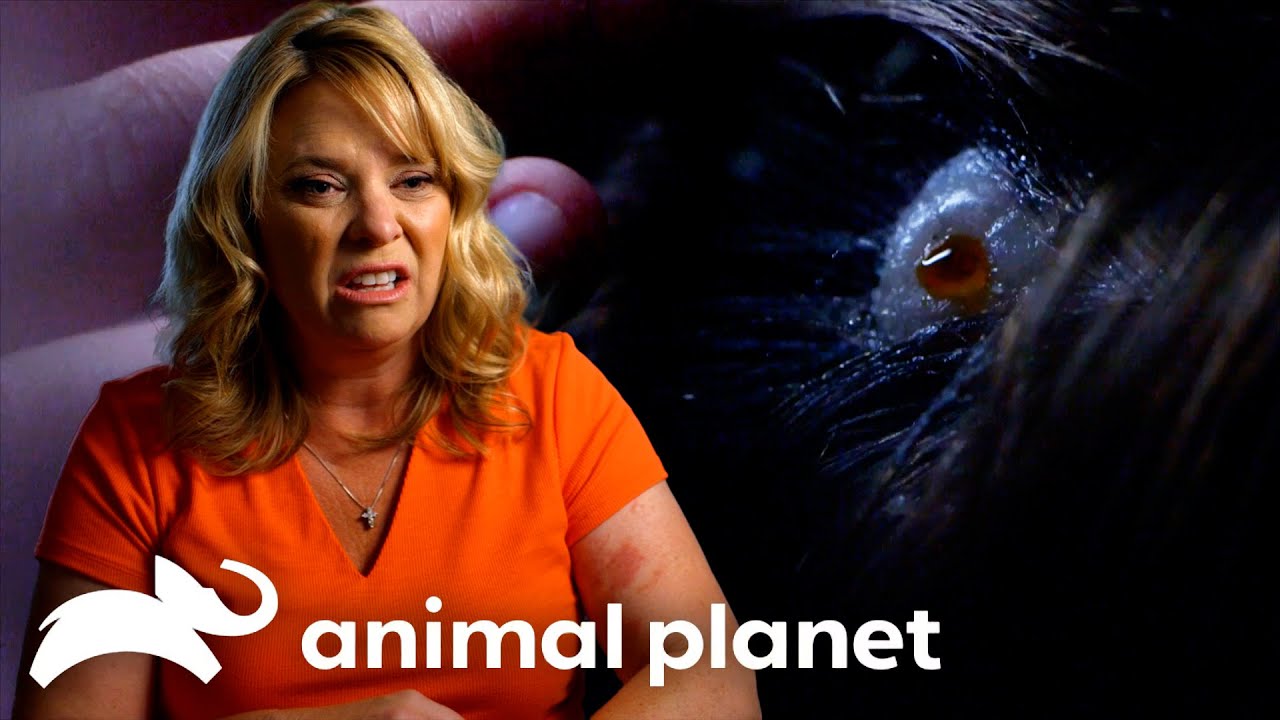 Deadliest Microbes of SEASON 8! | Monsters Inside Me | Animal Planet