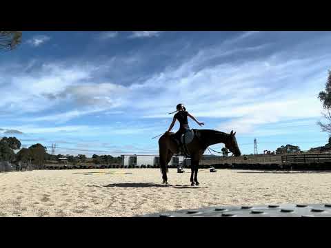 FOR SALE - Hugh - 11yo 14.1hh Gelding welsh X Arab 