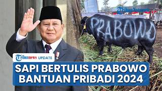 Fakta Sapi Bertulis Prabowo: Ternyata 2024 Silam, Sapi Kurban 2026 Tertulis 'Bantuan Kemasyarakatan'