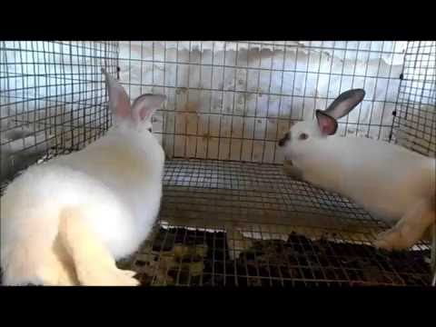 YouTube video about: How to keep flies out of rabbit hutch?