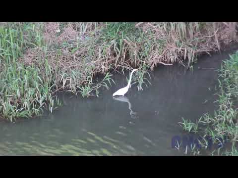 Garça-branca-grande (rio Tubarão, SC)