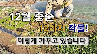 12월 중순 12가지 작물 이렇게 가꾸고 있습니다. #12월 텃밭 가꾸기 #12월 월동작물 관리 방법.