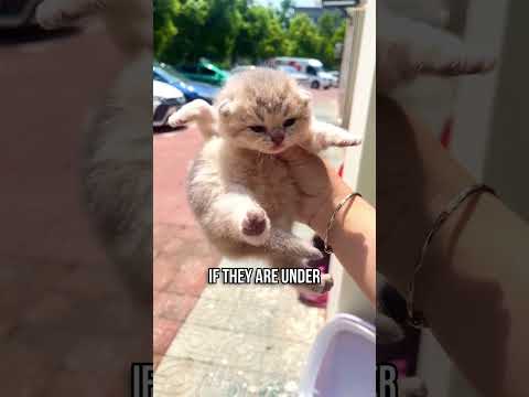 Guide to Raising Affectionate Kittens 💕