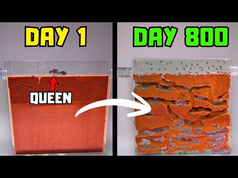 I Raised a Mail-Order Ant Colony from 1 to 1,000 Ants