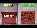 I Raised A Mail Order Ant Colony From 1 To 1 000 Ants