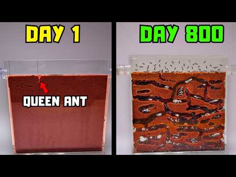 I Raised a Mail-Order Ant Colony from 1 to 1,000 Ants