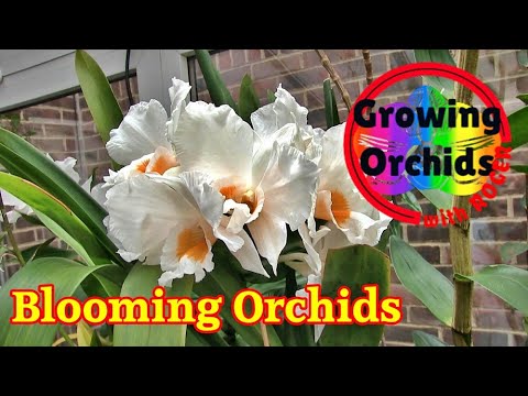 All My Orchids in Spike, Bud or Bloom (7th June 2024)