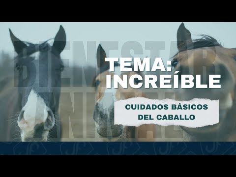 Cuidados BÁSICOS del caballo🐴| La Guía Del Nuevo Jinete