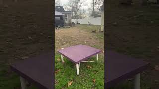 Video preview image #1 German Shepherd Dog Puppy For Sale in Spring Lake, NJ, USA