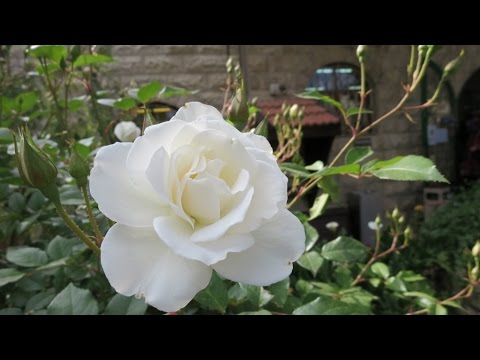 Be At Peace,  a prayer of St. Francis de Sales (clip-no sound)