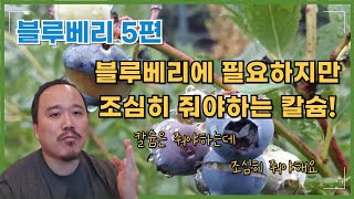 2025년) 블루베리에 칼슘비료 주셔야하는데 조심히 줘야합니다! pH를 꼭 생각하고 주세요! | 블루베리 재…