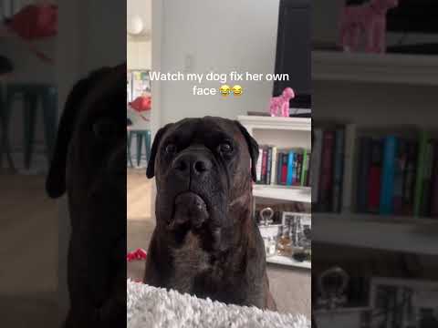The rich expressions on the dog's face are so funny🤣🤣#funnyvideo #funnydog #pet #dog #fyp