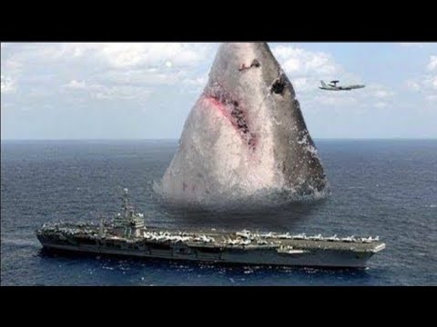 Megalodon Jumps Out Of Water _Horrible _Best scene 2022