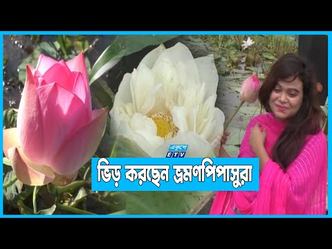 বুড়িচংয়ের বিস্তীর্ণ জলাশয়ে হরেক রংয়ের পদ্মের সমারোহ