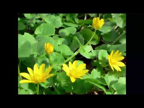 Scharbockskraut, Heilpflanze