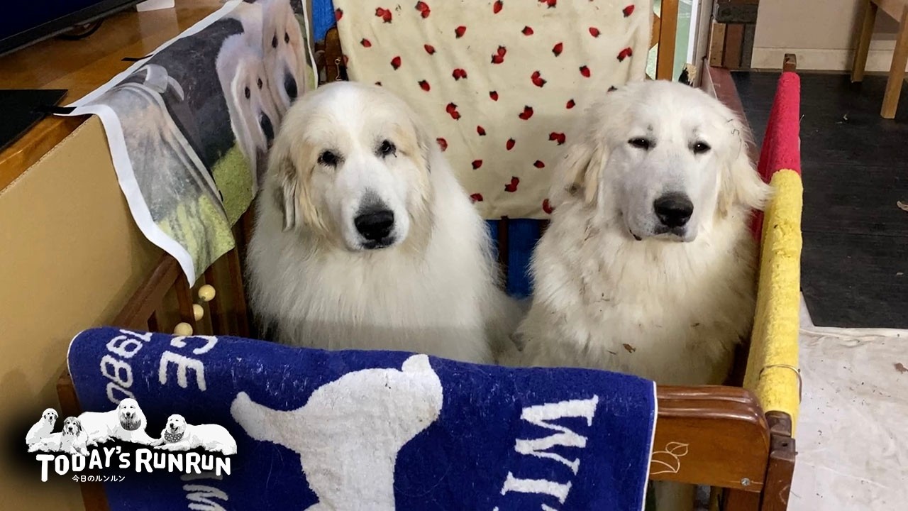 リリーのご飯を横取りしたのにもっと欲しそうにしているアランです　Great Pyrenees　グレートピレニーズ