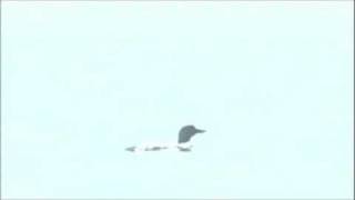 Winterpills - Immortal