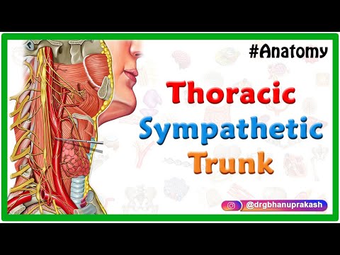 Thoracic sympathetic trunk - Animated Gross anatomy