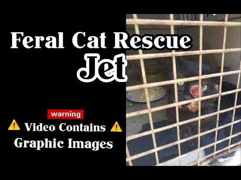 Love Your Feral Felines Jet Rescue