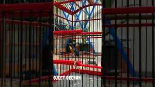 Download lagu burung tledekan gunung gacor. #ocehanburunggacor #burungtledekan #burungkicau #burungkontes mp3 Download lagu burung tledekan gunung gacor. #ocehanburunggacor #burungtledekan #burungkicau #burungkontes mp3