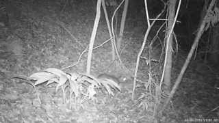 preview picture of video 'Chevrotain / Lesser Mousedeer (Tragulus kanchil)'