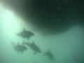 Dolphins The Wild Side