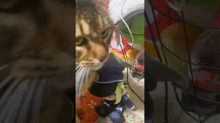 新たな推しを求めて　#ブルアカ #橘ノゾミ #ねこ動画