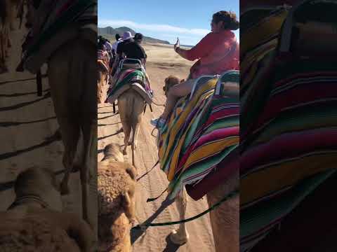 Andy's Camel Ride