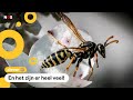 Bzz! Wespen zijn vroeg dit jaar