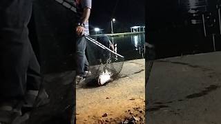 Download lagu Fishing mania #fishingmania mp3