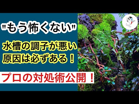 水槽の水が凍らないようにするにはどうすればよいですか?冬に幸せな鳥を育てるための簡単なヒント  庭園