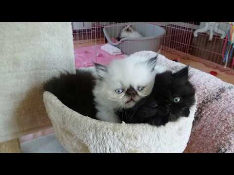 Petunia's 6 Week Old Kittens Demonstrate The Wash And Wear Method