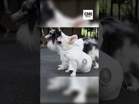 Tutores recorrem a roupas com ventiladores para pets no Japão