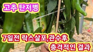 고추탄저병 7일전 유한락스 관수,살포후 충격적인 결과~고추병충해 담배나방 고추농사 잘짓는방법,고추재배방법,텃…