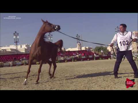 N.102 RIHAB AL SHAQAB - 2019 Qatar International show - Mares 4-6 Years Old (Class 7A)