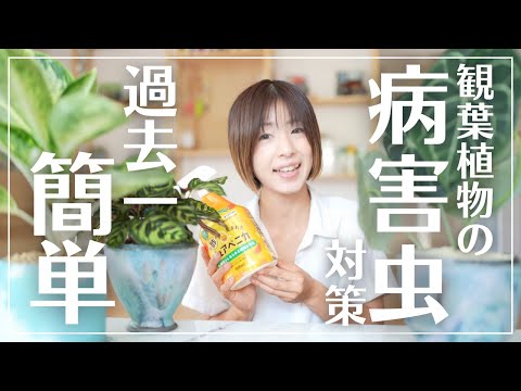 園芸 イタドリ、小頭症ペルシカリア