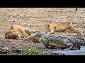 LION VS CROCODILE |  Amazing Crocodile Take Down Two Brother Lions When Crossing River