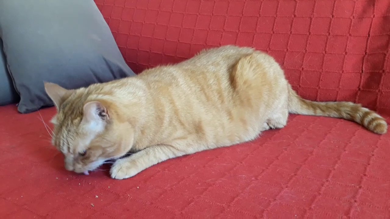 YouTube video preview