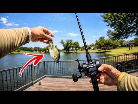 I completed the FOOD CHAIN challenge