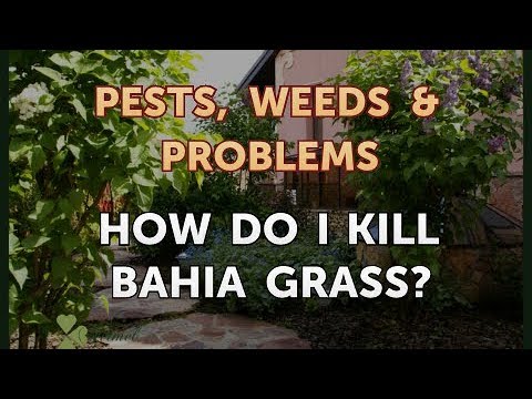 How Do I Kill Bahia Grass?