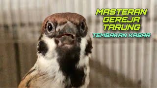 Download lagu Masteran Burung Gereja Tarung Tembakan Kasar Speed Rapat Durasi Panjang | @kicautembak mp3 Download lagu Masteran Burung Gereja Tarung Tembakan Kasar Speed Rapat Durasi Panjang | @kicautembak mp3