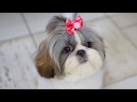 5-month-old baby shih tzu cut hair for the first time! ✂️❤️????