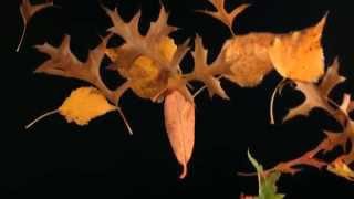 Dean Blunt - Lush (Unofficial)