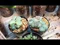 Lithops Cactus: Sharing my success growing this difficult little cactus!