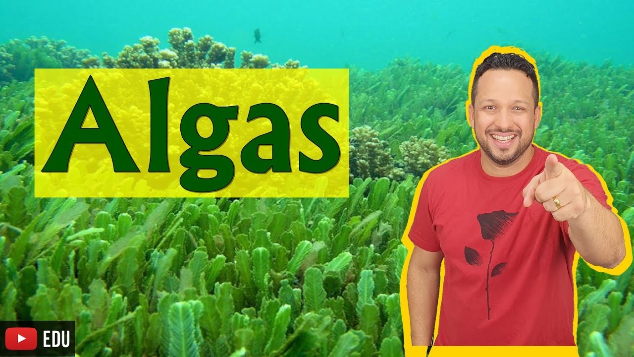 Algas - Protoctista - Biologia com o Tubarão