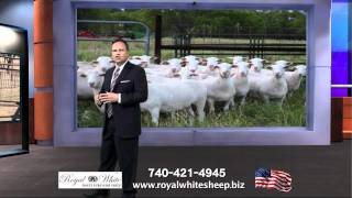 Royal White Sheep