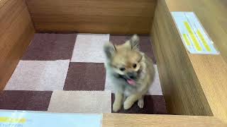 ハーフ犬の動画02