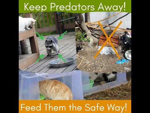 How to properly feed a feral cat colony